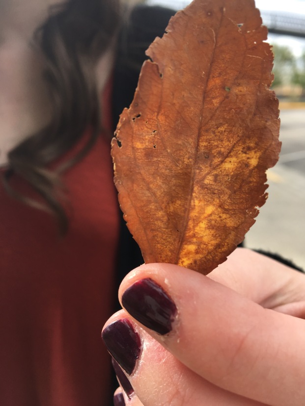 An up close photo of a fall leaf in Laramie.